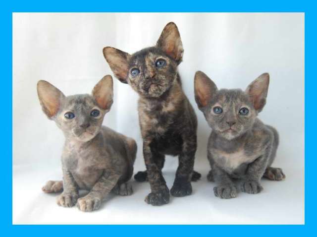 Корниш рекс - кудрявые котята. Корниш рекс - кудрявые котята.