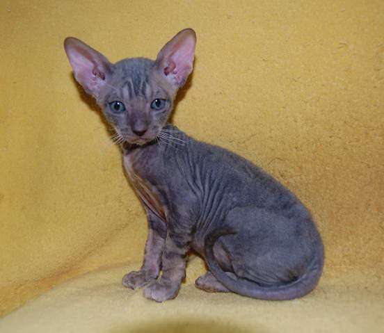 Корниш рекс - кудрявые котята. Корниш рекс - кудрявые котята.