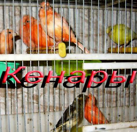 Канарейки красные, муаровые, краснодерёвые продам. Канарейки красные, муаровые, краснодерёвые продам.