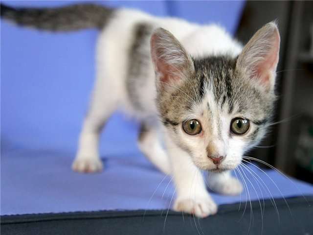 Чудный котенок, сладкий ребенок, взять его в дом скорей поспеши! Чудный котенок, сладкий ребенок, взять его в дом скорей поспеши!