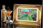 Попугаи - большие, средние и мелкие. Есть ручные и говорящие Попугаи - большие, средние и мелкие. Есть ручные и говорящие