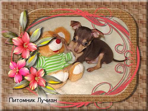 Маленькие щеночки из питомника Маленькие щеночки из питомника