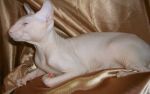 кот пиглашает на вязку кошку петербургского сфинкса