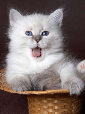 НЕВСКИЕ маскарадные котята с отличным здоровьем!!! НЕВСКИЕ маскарадные котята с отличным здоровьем!!!