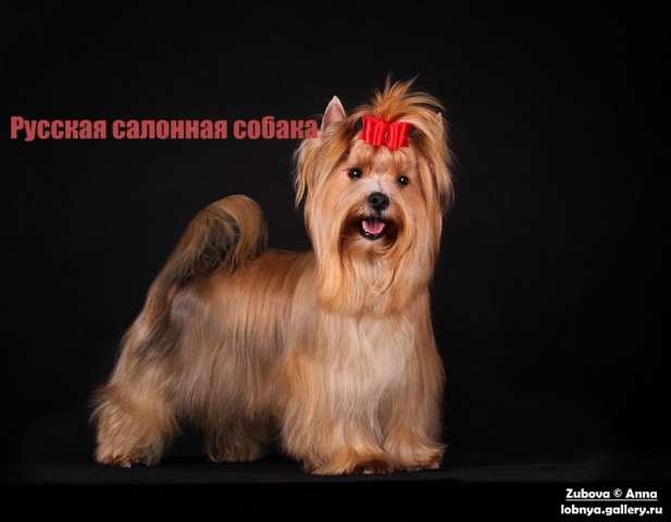 Супер Русалочка.Классная племенная сука Супер Русалочка.Классная племенная сука