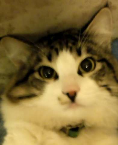 Котик Феликс ищет дои