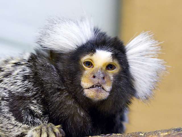 www.exoticapark.ru Белоухие и Карликовые игрунки продажа www.exoticapark.ru Белоухие и Карликовые игрунки продажа
