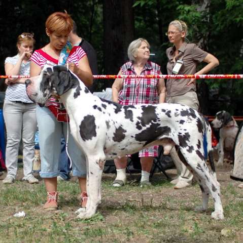 Щенок немецкого дога Щенок немецкого дога