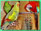 Попугай райская птица - продажа: жако, амазоны, какаду, ара, благородные попугаи др. виды птиц... 