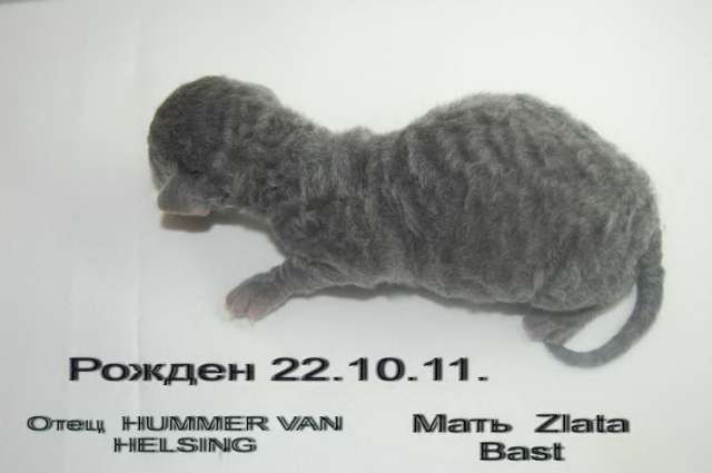 Корниш рекс - кудрявые котята. Корниш рекс - кудрявые котята.
