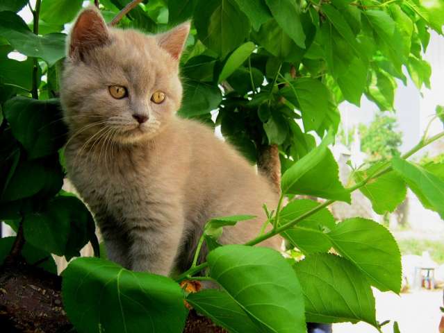 Продам чистокровного британского котёнка Продам чистокровного британского котёнка