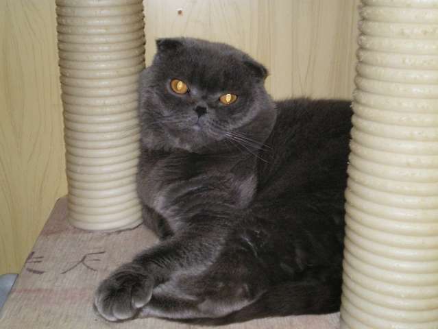 ШОТЛАНДСКИЙ ВИСЛОУХИЙ КОТ ПРИГЛАШАЕТ НА ВЯЗКУ ШОТЛАНДСКИЙ ВИСЛОУХИЙ КОТ ПРИГЛАШАЕТ НА ВЯЗКУ