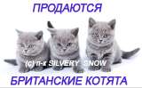 Британские к.ш котята Британские к.ш котята