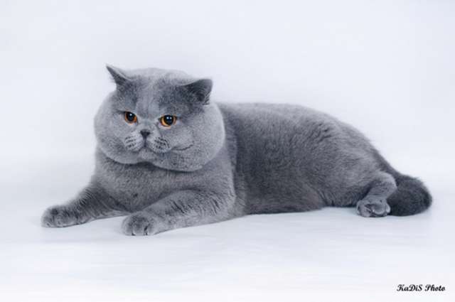 Британский котик ждет на вязку кошку Британский котик ждет на вязку кошку