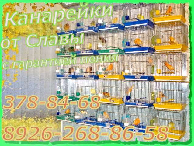 Канарейки красные, муаровые, краснодерёвые продам. Канарейки красные, муаровые, краснодерёвые продам.