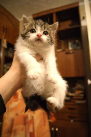 Плюшевая девочка-котенок! 1.5 мес.Милый пушистик! Плюшевая девочка-котенок! 1.5 мес.Милый пушистик!