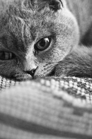 Отдам британскую кошку в добрые руки! Отдам британскую кошку в добрые руки!