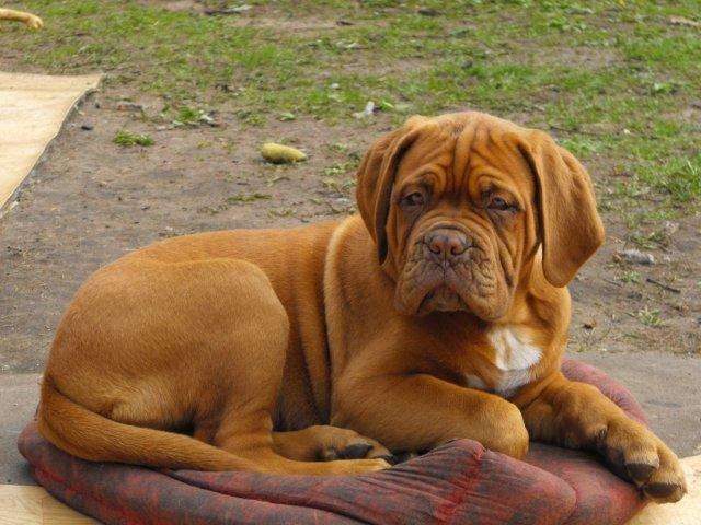 Bordo dog Bordo dog