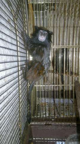 Буроголовый Тамарин Saguinus fuscicollis продам Буроголовый Тамарин Saguinus fuscicollis продам