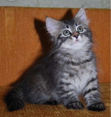 Сибирские котята Сибирские котята