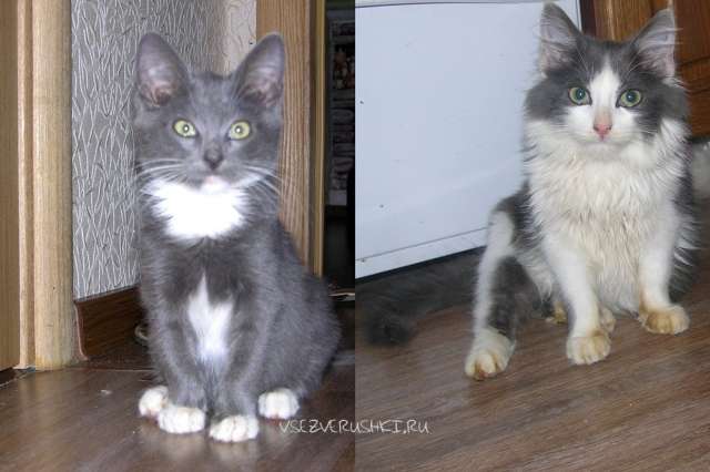 Симпатичные котята ищут заботливых хозяев Симпатичные котята ищут заботливых хозяев