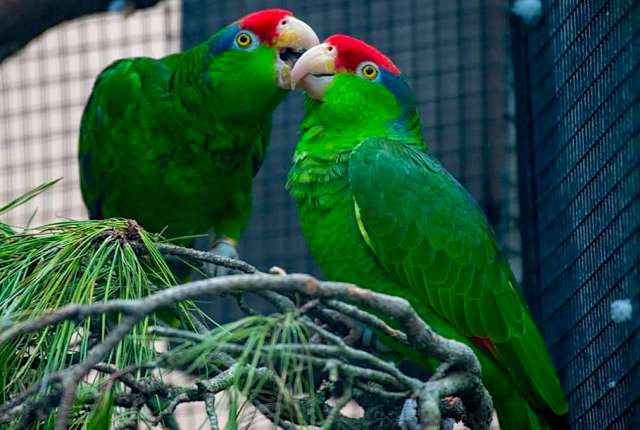 Зеленощекий амазон (Amazona viridigenalis) - птенцы выкормыши из питомника Зеленощекий амазон (Amazona viridigenalis) - птенцы выкормыши из питомника