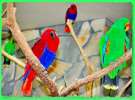 Благородный попугай, самец Эклектус- ручной, говор