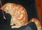 Молодой элитный шотландский кот! Ярчайший красный мраморный