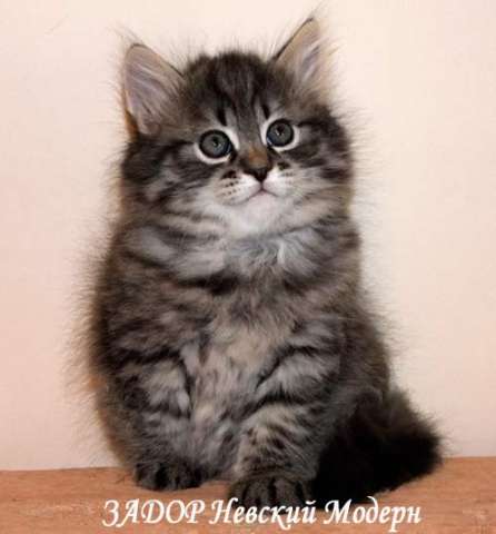 Сибирские котята Сибирские котята