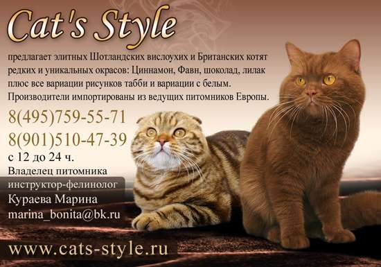 Британские и Шотландские элитные котята новомодных окрасов Британские и Шотландские элитные котята новомодных окрасов