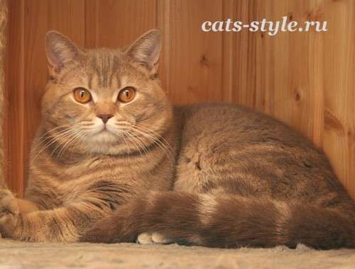 Для вязки Шотландский короткошерстный кот (страйт) Для вязки Шотландский короткошерстный кот (страйт)