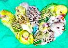 Волнистые попугаи домашнего разведения