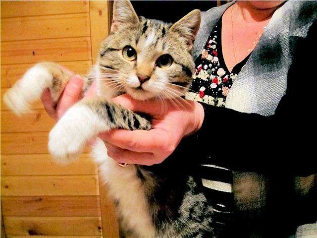 Суперласковые чистенькие котятки 6 месяцев ищут дом и любящую семью! Суперласковые чистенькие котятки 6 месяцев ищут дом и любящую семью!