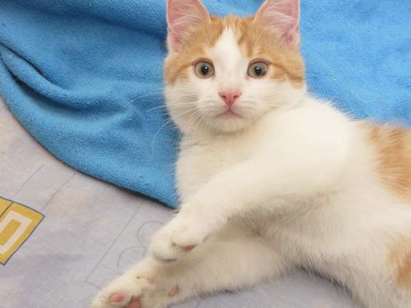 Жизнь приятностей полна, если дома ждёт Кузьма! Котёнок в дар! Жизнь приятностей полна, если дома ждёт Кузьма! Котёнок в дар!