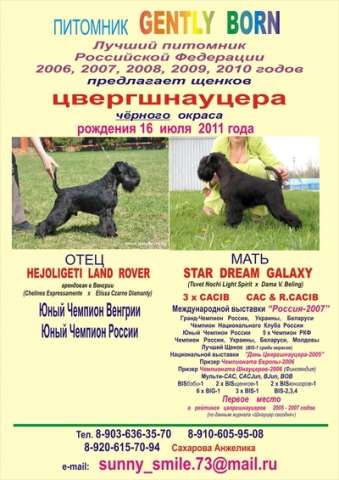 Цвергшнауцер щенки Цвергшнауцер щенки