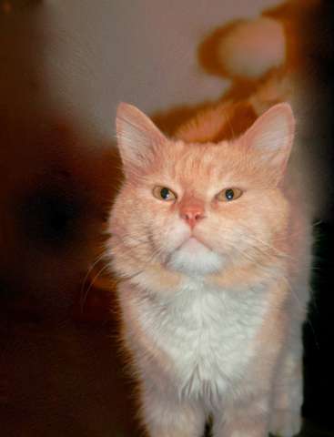 котик Рыжик котик Рыжик