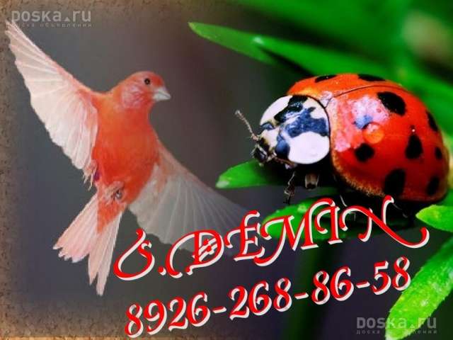 Канарейки певчие от заводчика, гарантия пения Канарейки певчие от заводчика, гарантия пения