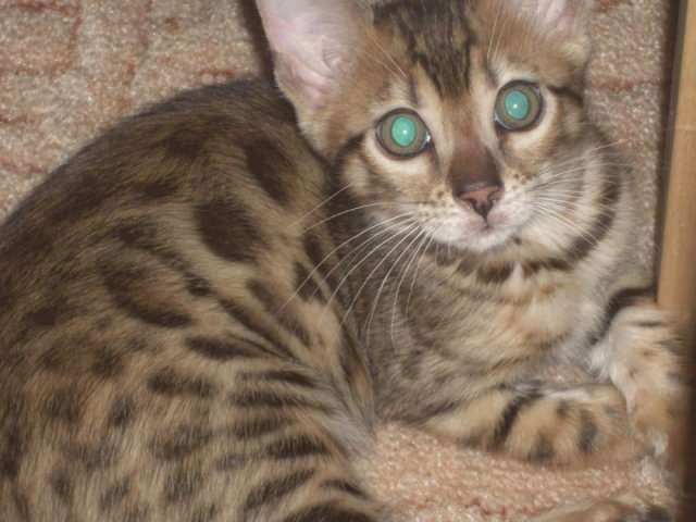 Продам бенгальского котенка Продам бенгальского котенка