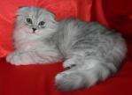 шотландские вислоухие котята хайленд шотландские вислоухие котята хайленд