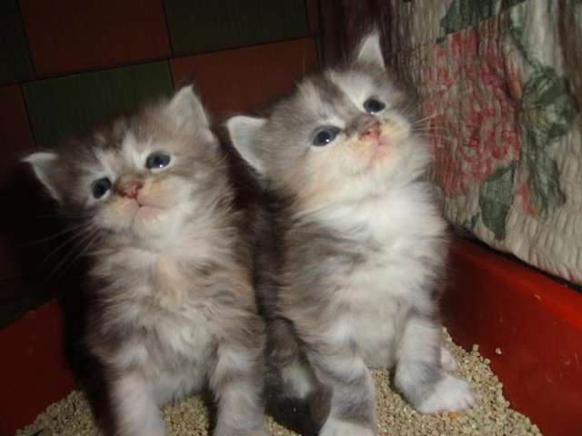 Мейн-Куна котята Мейн-Куна котята