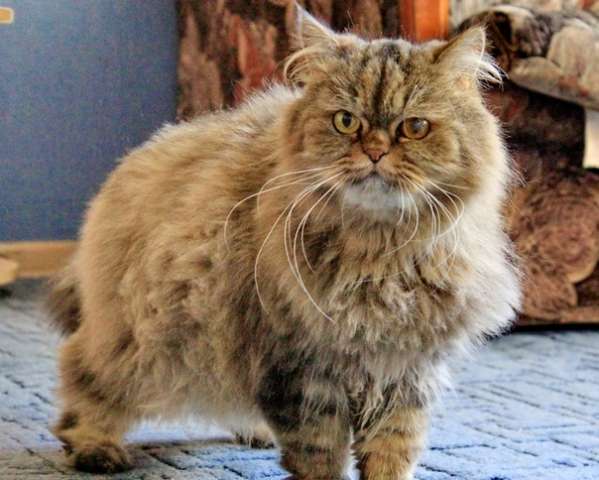 Кошке Мане срочно нужен дом Кошке Мане срочно нужен дом