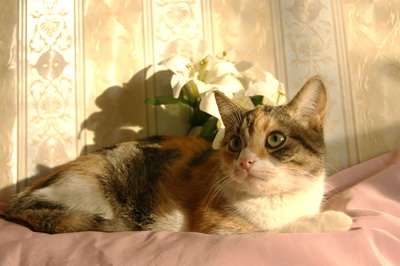 Ласковая девочка-котенок, 7 мес в дар! Ласковая девочка-котенок, 7 мес в дар!