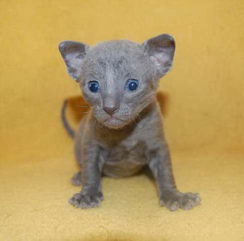 Корниш рекс - кудрявые котята. Корниш рекс - кудрявые котята.