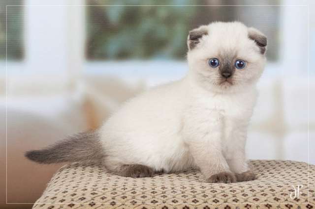 Шотландские котята к Новому году! Шотландские котята к Новому году!