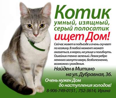 Котик ищет дом Котик ищет дом