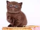 Британских котят ШОКОЛАДНОГО окраса,окраса ФАВН, шоколадный биколор и лиловый БИКОЛОР.