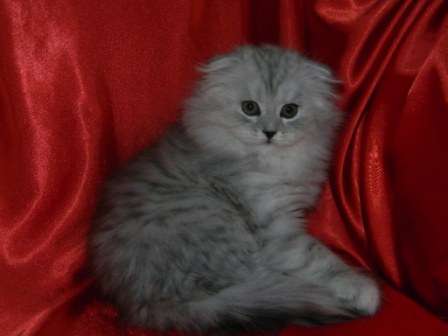 шотландская вислоухая кошечка хайленд шотландская вислоухая кошечка хайленд