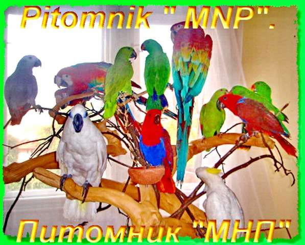 Попугаи из питомника "MNP"- говорящие, ручные - птенцы и взрослые птицы.