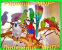 Попугаи из питомника "MNP"- говорящие, ручные - птенцы и взрослые птицы.