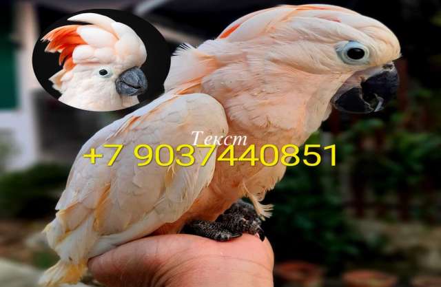 Молуккский какаду (Cacatua moluccensis) - абсолютно ручные птенцы из питомника Молуккский какаду (Cacatua moluccensis) - абсолютно ручные птенцы из питомника